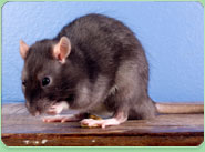 rat control Bourne